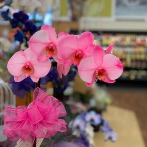 Meet your Posher, Rameses